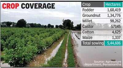 Fresh wet spell brings cheer to worried kharif farmers