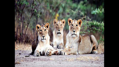 Gujarat: Lionesses in love leave pride sans prejudice