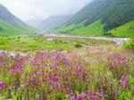 Valley of Flowers – India