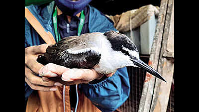 Migratory bird spotted in Navi Mumbai dies of 'exhaustion'