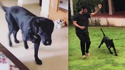 Sushant Singh Rajput's niece Mallika Singh shares another adorable video of late actor's pet pooch Fudge and the internet goes 'aww'