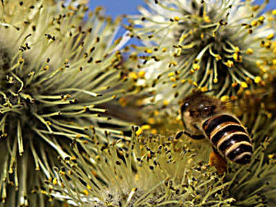 Pollution affects honey bees, impacts pollination
