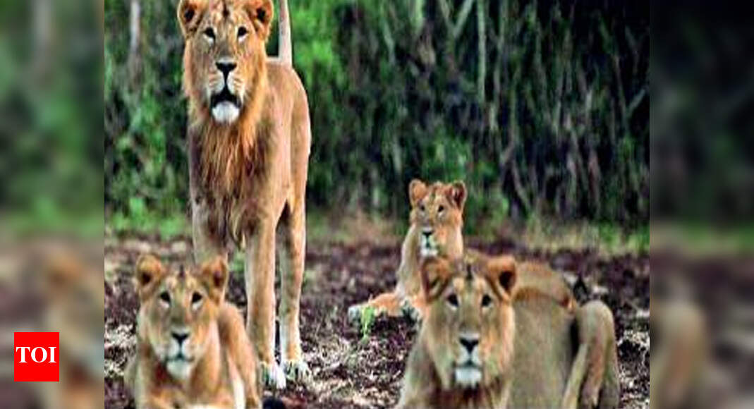 Gujarat ‘Rope in experts for monitoring CDV ’ Ahmedabad News Times