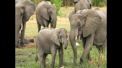 Securing Thirunelli–Kudrakote elephant corridor vital for the habitat: Report