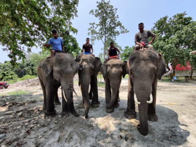 World Elephant Day: Bid to conserve jumbos in Bihar's forests