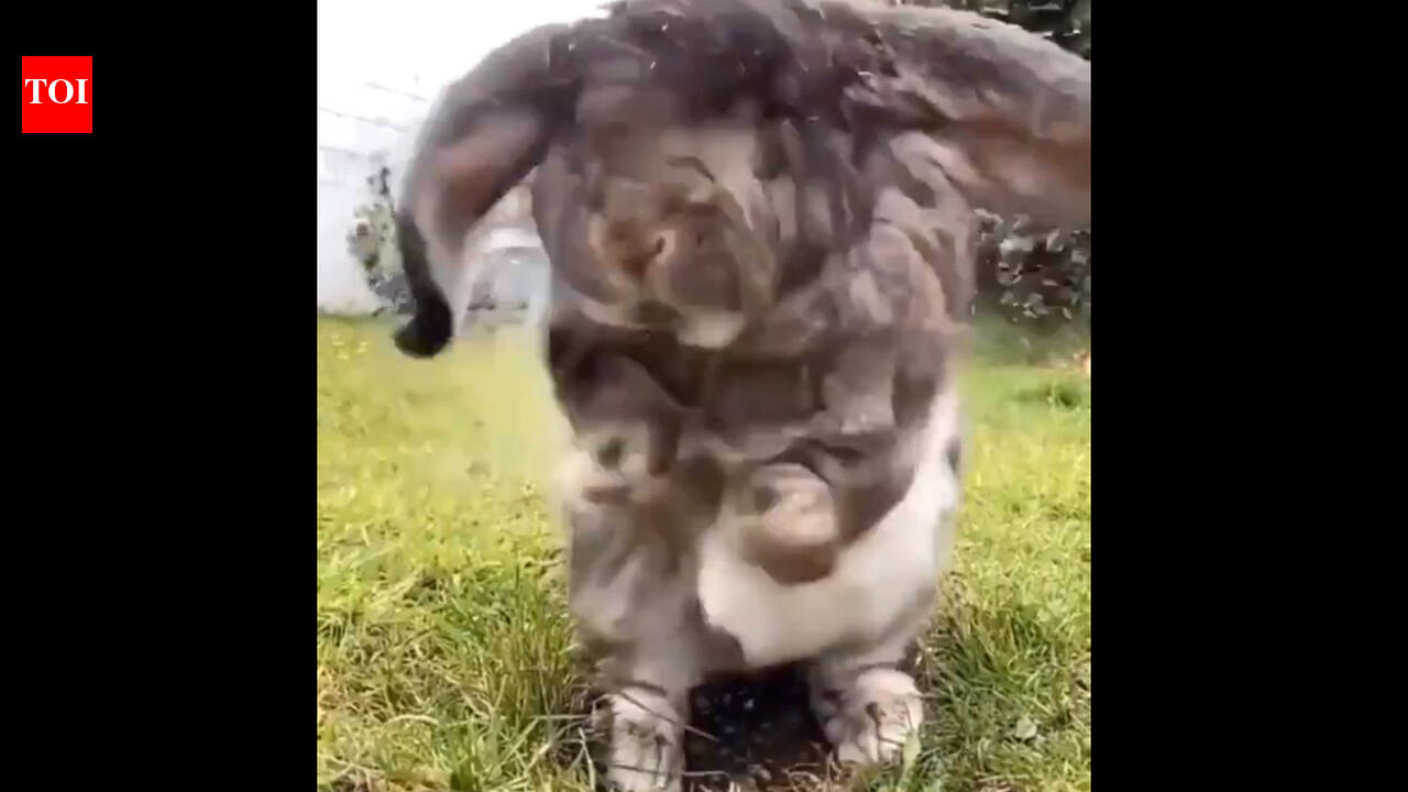 Viral Video: How this rabbit shakes off all his troubles