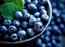 Study reveals that blueberries has immense health benefits for women
