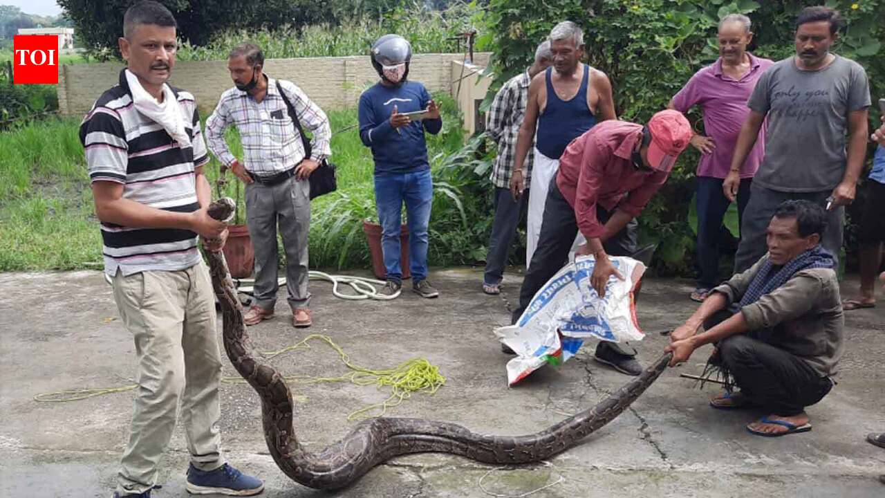 Uttarakhand: Forest department rescues 12-feet-long python in Dehradun