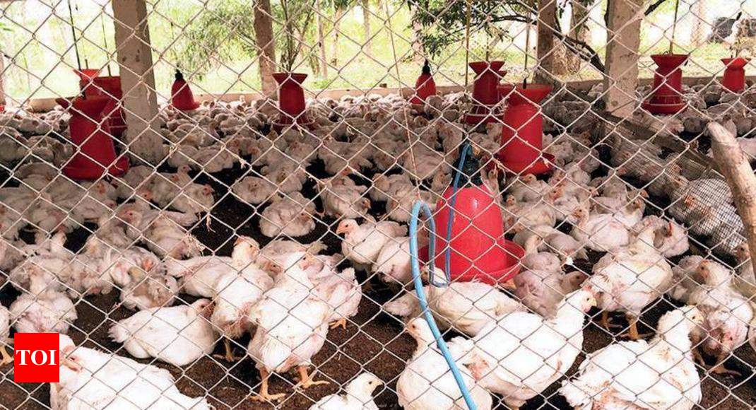 Poultry Net - National Wire Netting, Delhi, India