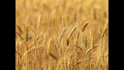 Madhya Pradesh: Monsoon damages wheat worth Rs 4.5 crore in Indore