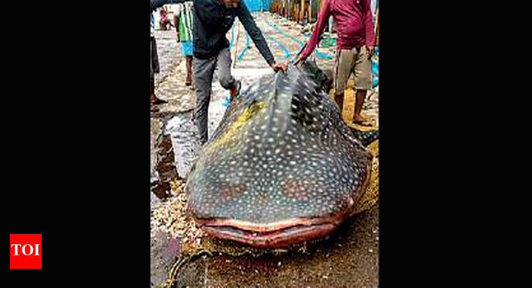 Whale shark caught in net in