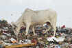 Holy cows graze on coronavirus-related medical waste