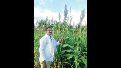 Davanagere farmer loves sharing his harvest with birds