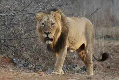 The government will soon launch a project to conserve Asiatic lions, PM Modi said