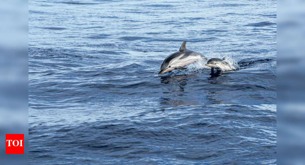 After tiger, lion &amp; dolphin to get projects for conservation | India