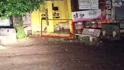 On cam: Lions attack donkey at bus stop in Amreli, Gujarat