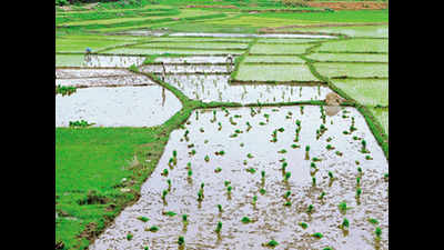 50,000 acres of farmland submerged in Telangana