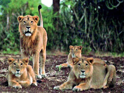 Gujarat: Lion at last gets its share