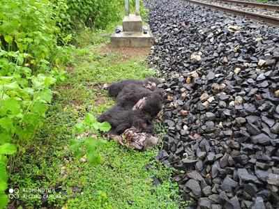 Train knocks bear dead