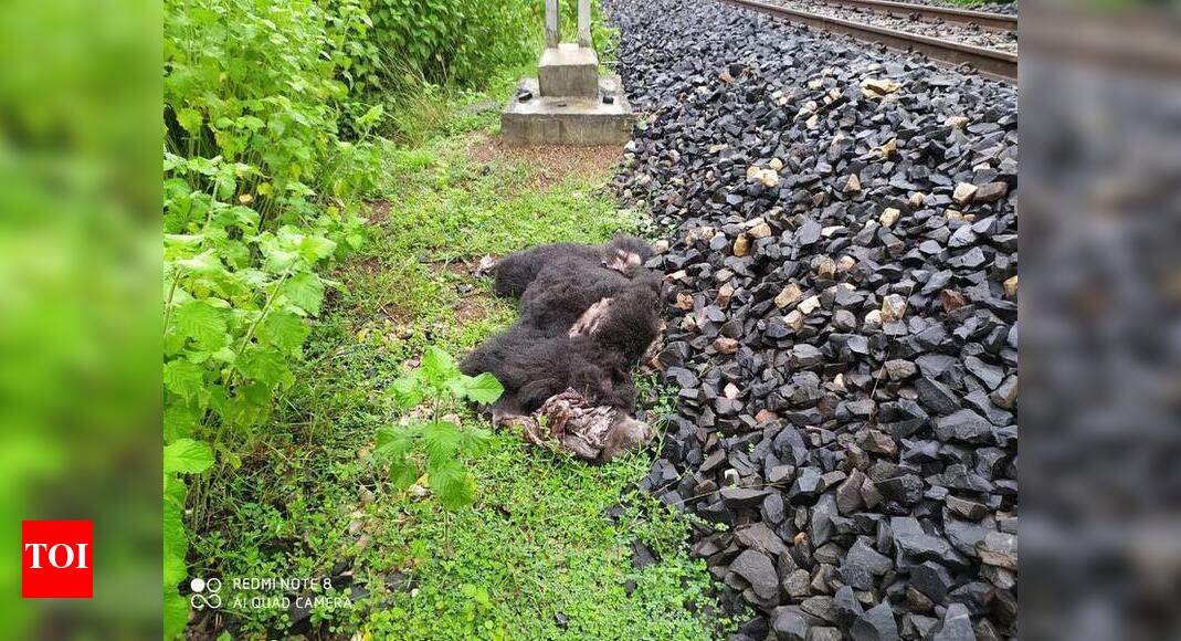 Train knocks bear dead Nagpur News Times of India