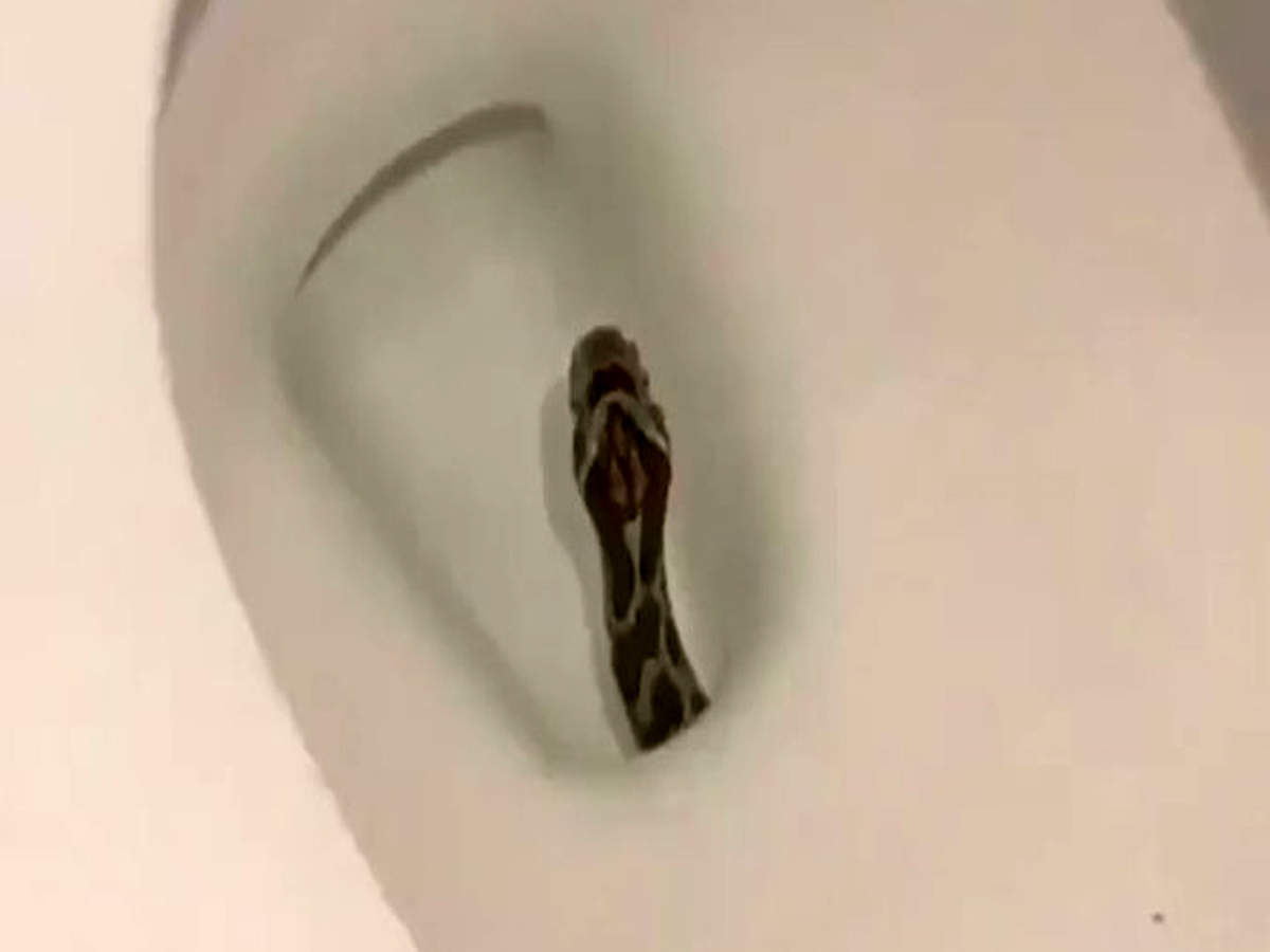 Rajasthan Man Goes to Bathroom to Freshen Up, Spots 8-Feet-Long Cobra Snake  on Toilet Seat