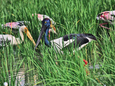 paddy field birds