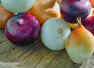 Bacteria outbreak in onions: Is it safe to eat them?