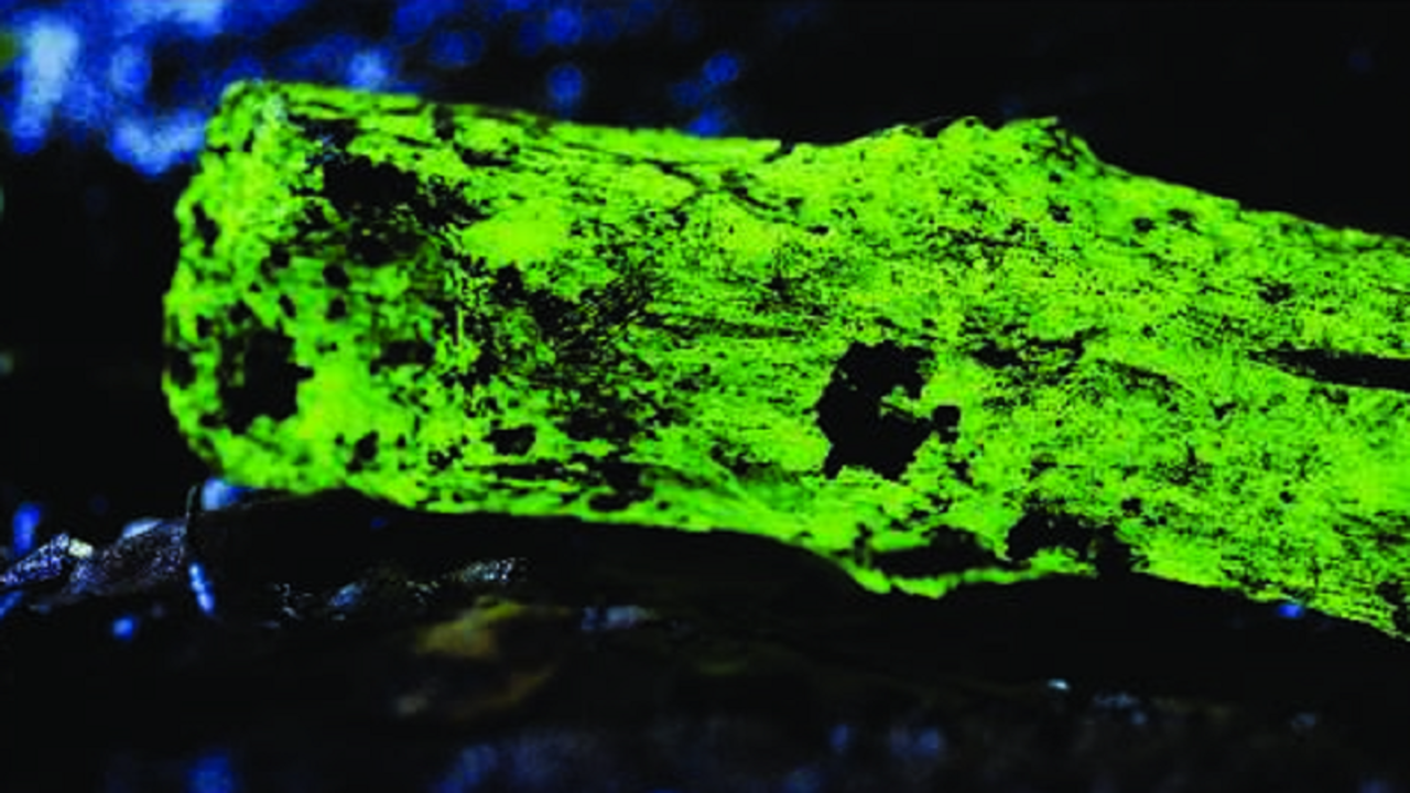 Scientists find why some mushrooms glow in dark - The Economic