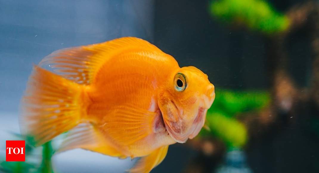 Aquarium glass cleaners that will help you keep your fish tank clean Times of India