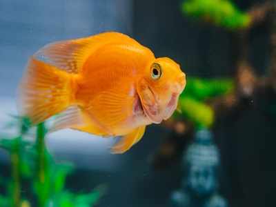 Aquarium glass cleaners that will help you keep your fish tank clean -  Times of India