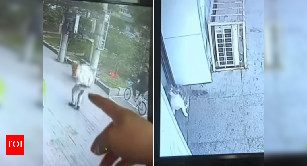 Viral Video Cat falls on a man on China, leaves him almost dead! The