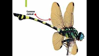 Chennai sees slight spike in dragonfly population