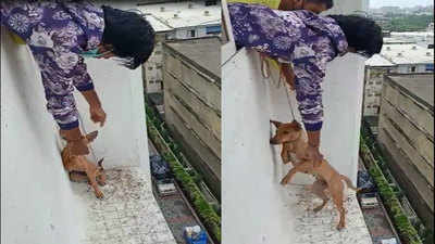 Surat: Puppy stuck on fifth floor window parapet rescued after three days |  Surat News - Times of India