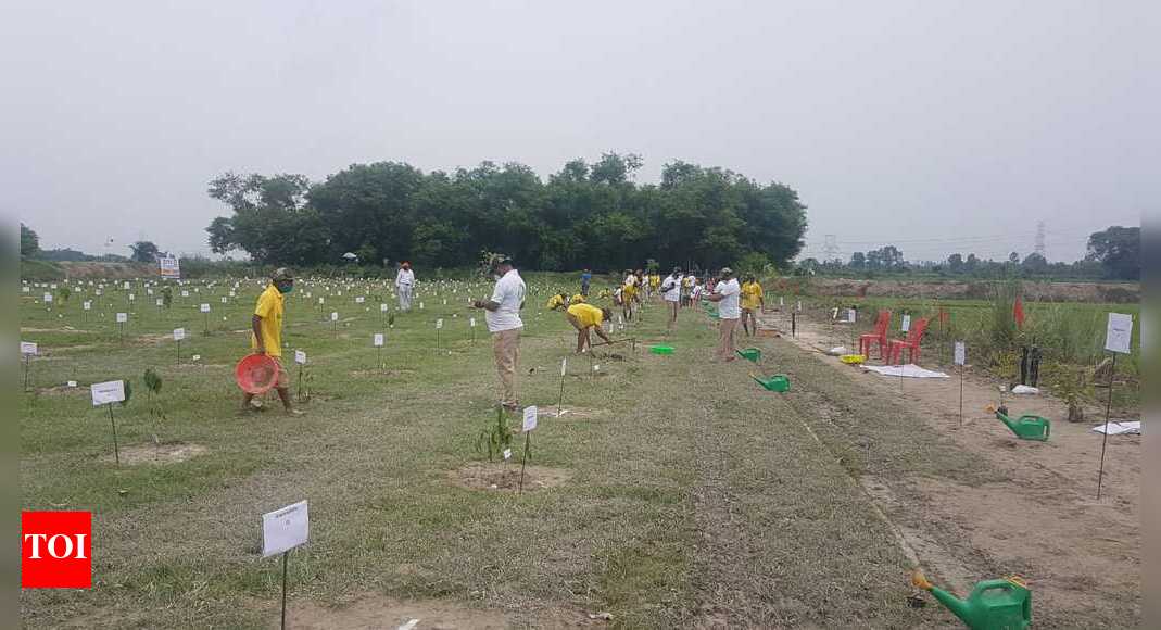 River banks made greener in Uttar Pradesh Lucknow News Times of India