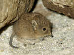 Elephant Shrews