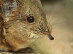 Lost species Tiny Elephant Shrews have been rediscovered after 50 years