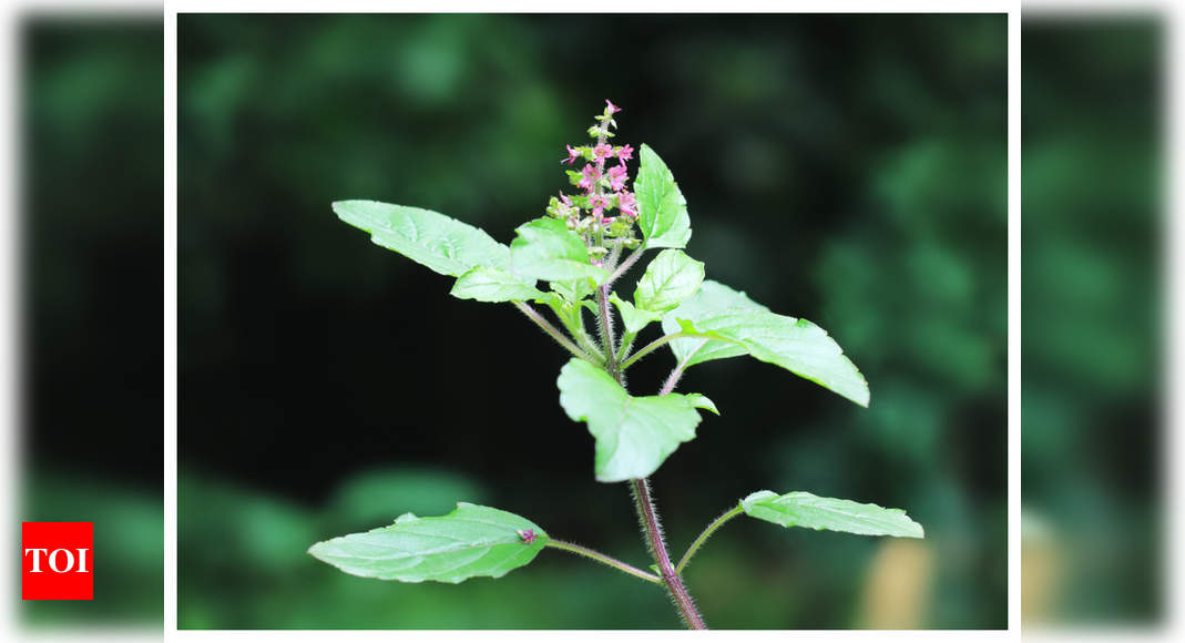 Types of Tulsi and the best way to use them for immunity and