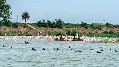 Explain steps to protect Ameenpur lake: Telangana HC