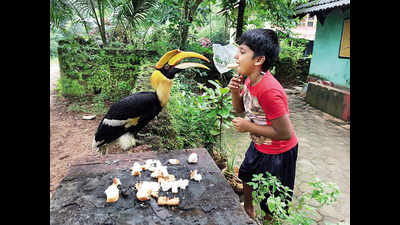 Karnataka: This hornbill is a family friend & waits for fish fry