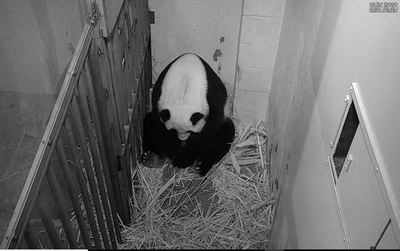 Washington zoo welcomes 'precious' new baby panda - Times of India