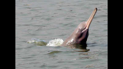‘50% of country’s freshwater dolphin population in Bihar’