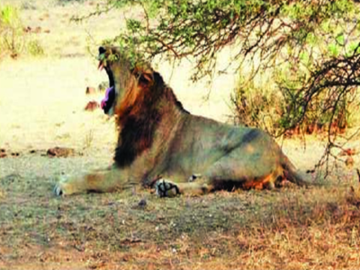 Gujarat: PIL seeks real cause of lion deaths | Ahmedabad News - Times of India Gujarat: PIL seeks real cause of lion deaths | Ahmedabad News - Times of India