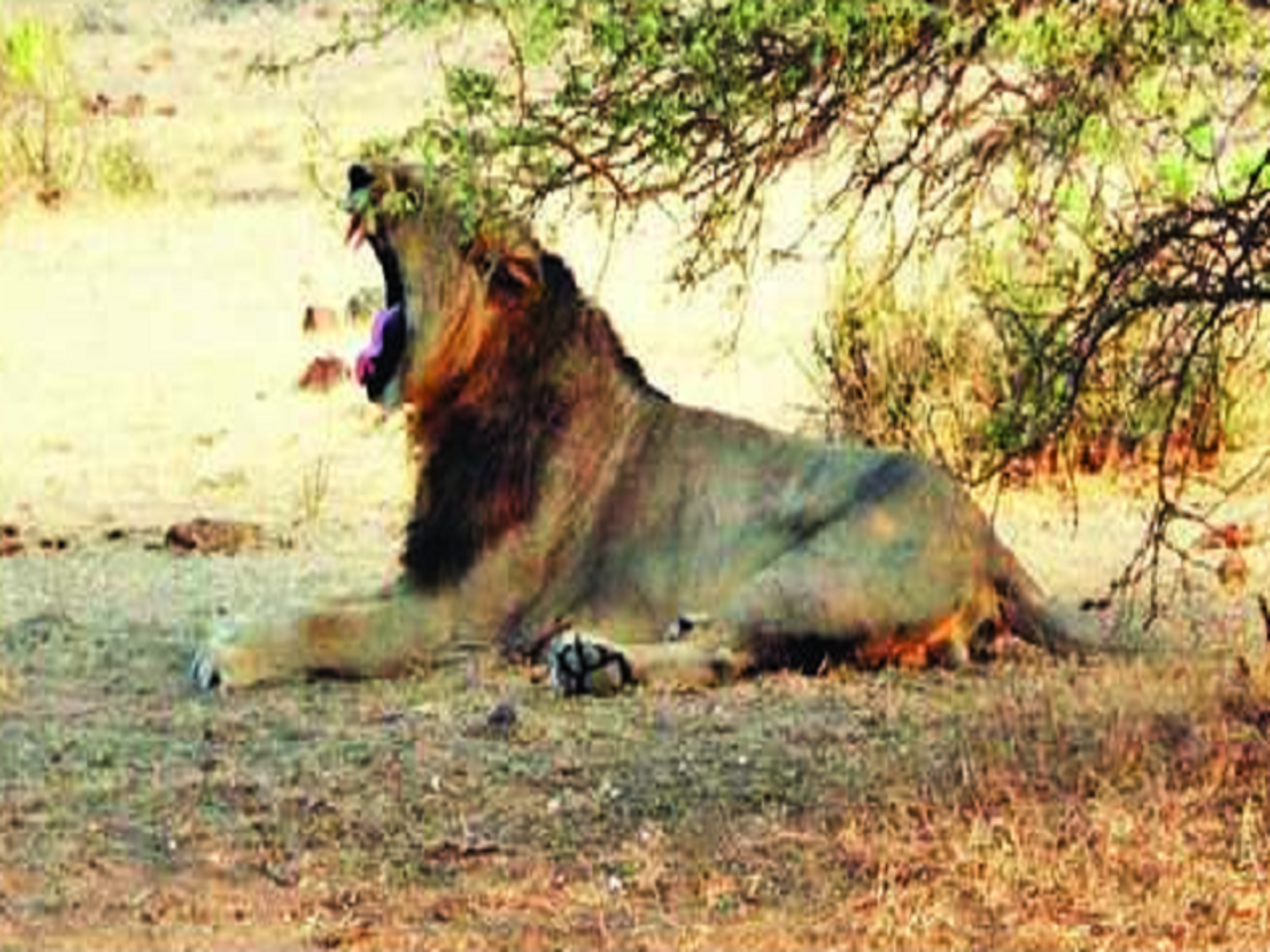 One In Four Radio-Collared Lions In Gujarat Have Died, Allegedly Due To  Unscientific Tagging