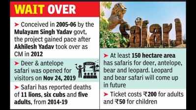 Get, set, roar: Tryst with lions oncards at Etawah Safari by Sept