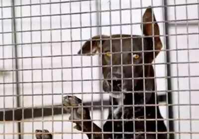 Paying Rs 50 fine for 'animal cruelty' may soon be over as govt mulls stricter law | India News - Times of India Paying Rs 50 fine for 'animal cruelty' may soon be over as govt mulls stricter law | India News - Times of India