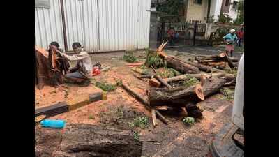 Stop plan for illegal gate after hacking of trees, citizens urge NMMC ...