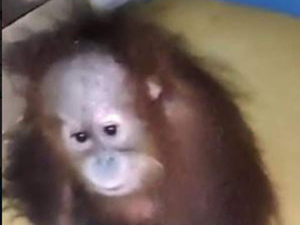 Mumbai Rs 1 Lakh Reward For Clues On Missing Baby Orangutan Smuggled Into India Mumbai News Times Of India