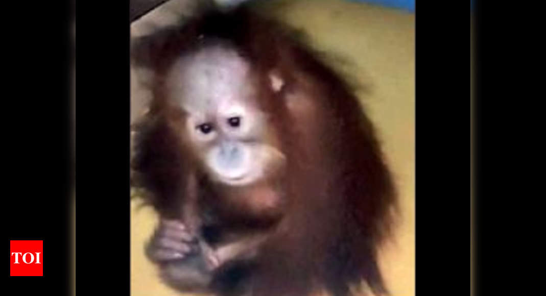 Rs 1 Lakh For Information On Smuggled Baby Orangutan That Was Sold In Mumbai Mumbai News Times Of India