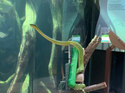 WATCH: Curious snake takes a trip to the aquarium in a viral video ...