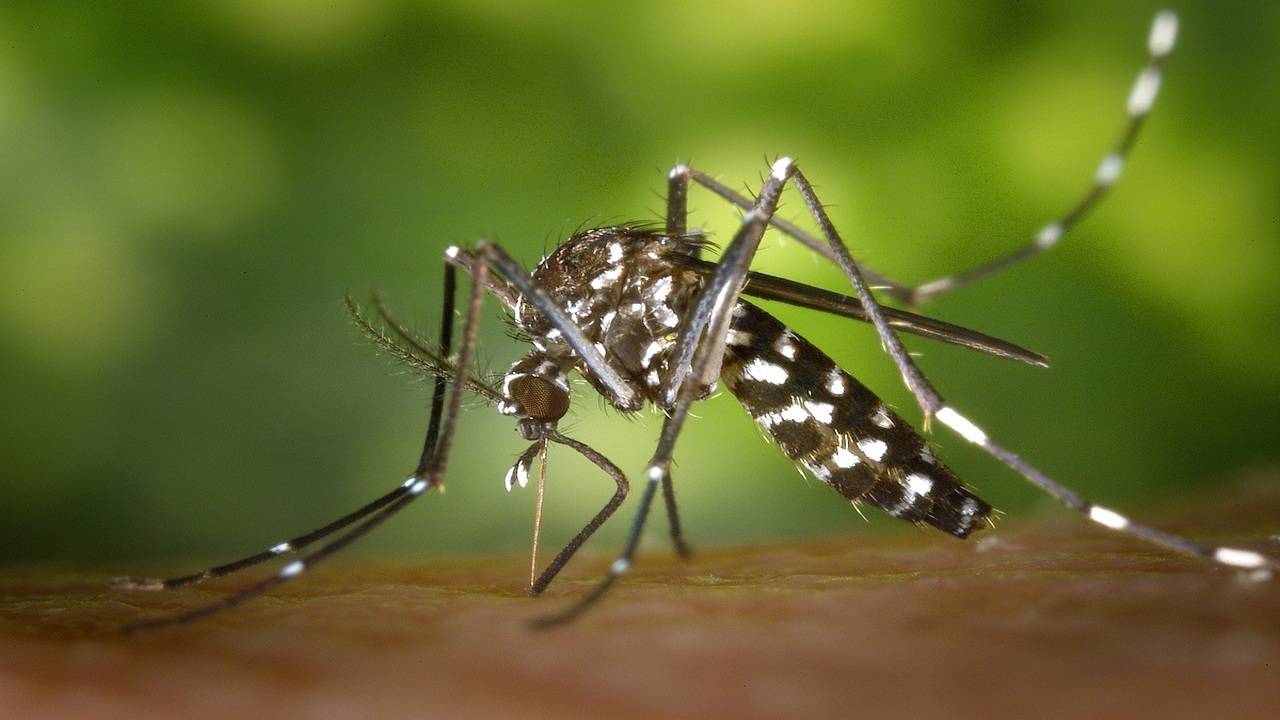 TRAVEL LOG CITRONELLA+AROMA Band - Insect / Mosquito - Non -Toxic